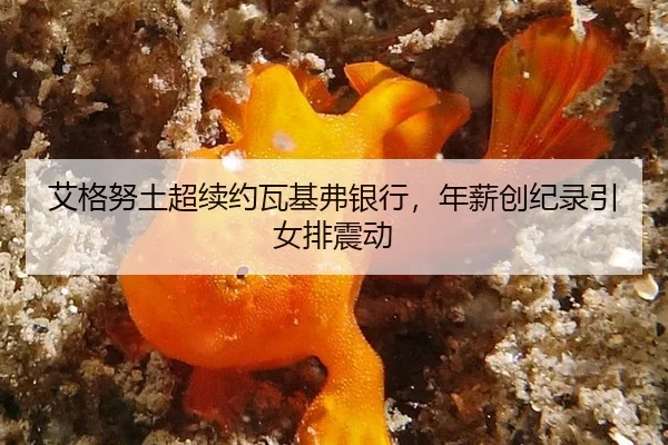 艾格努土超续约瓦基弗银行，年薪创纪录引女排震动